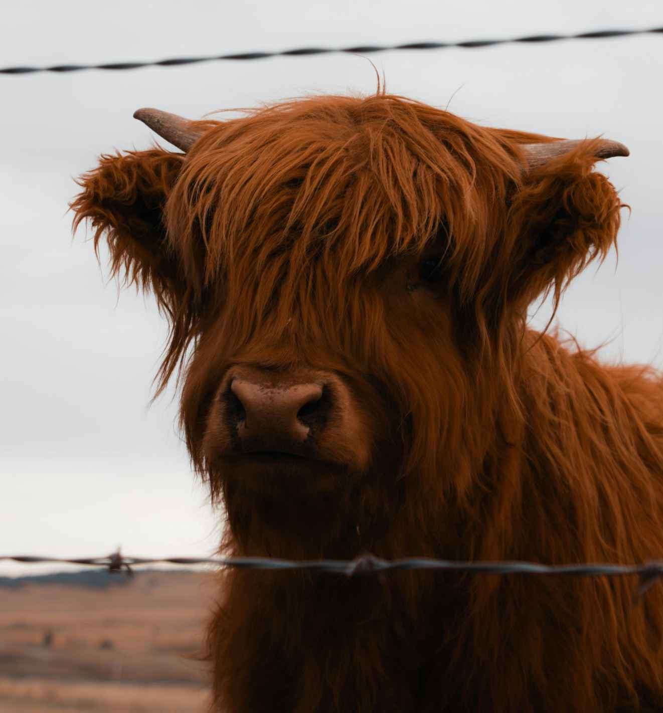 corner posts need extra depth - livestock fencing Horseshoe Bend ID
