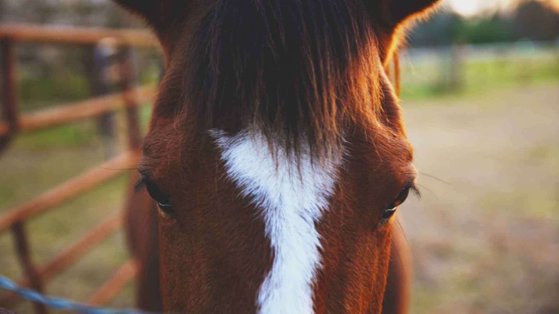 Farm Animal Safety Tips
