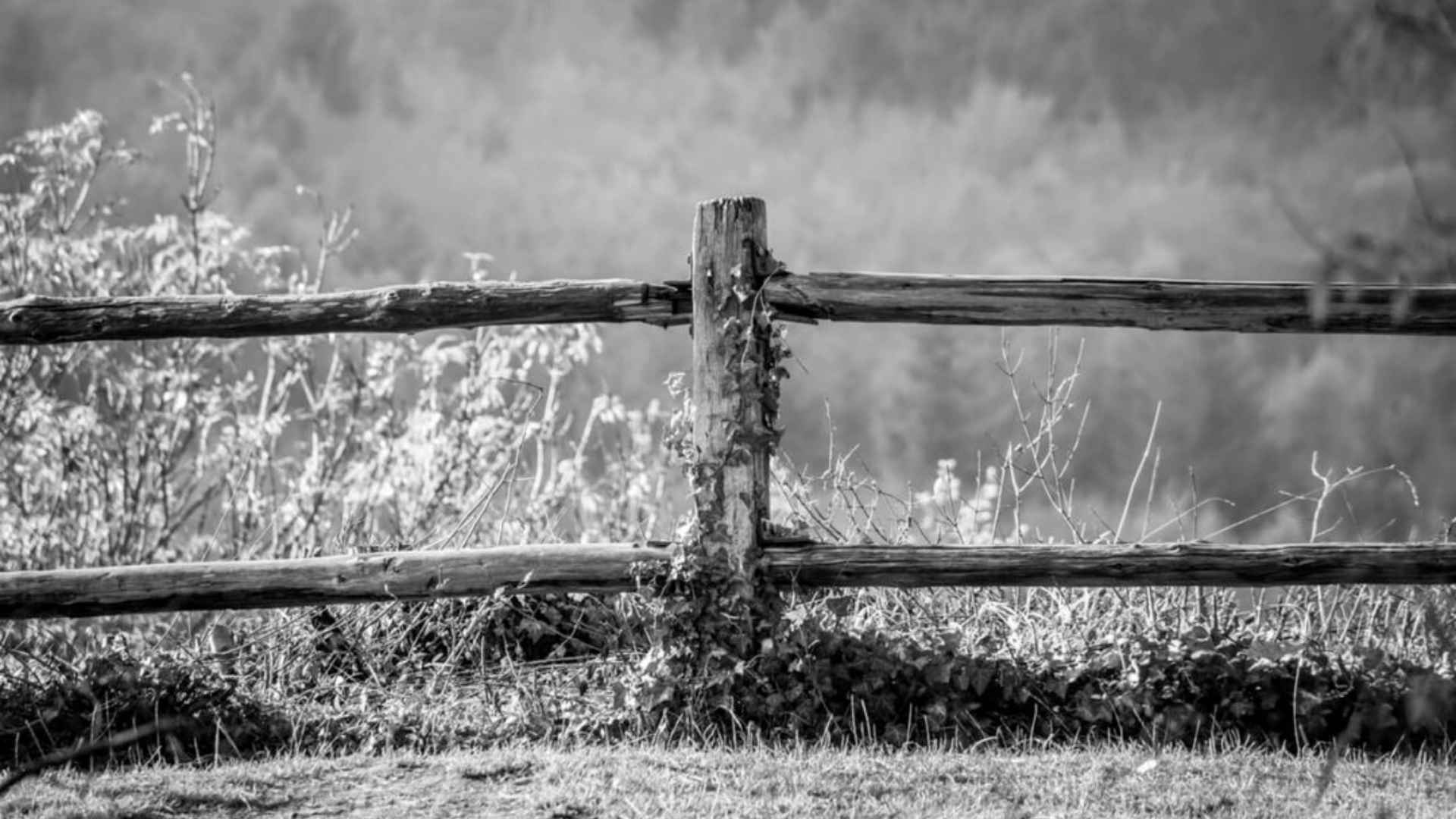 Fence Maintenance Tips
