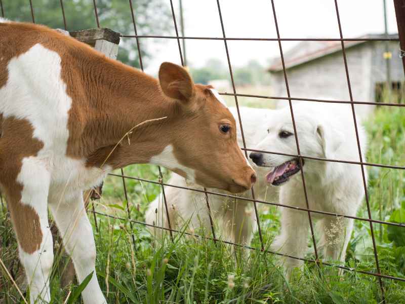 professional livestock fence installation