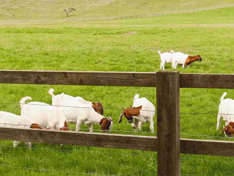 Proper post spacing - livestock fencing Horseshoe Bend ID
